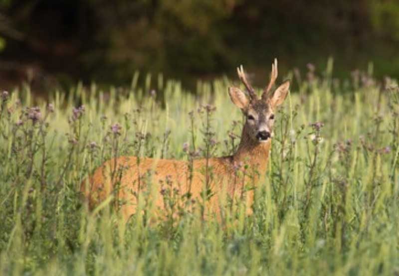 Corzos en el prado, fauna de la sierra